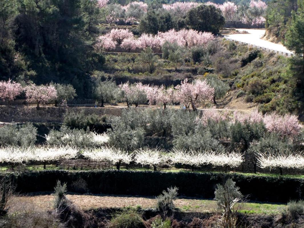 הוסטל Alcoleja Casa Malferit מראה חיצוני תמונה